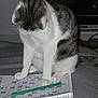 cat, tabby_cat, pencil, crossword_puzzle, paper, curious, indoor, gray, white, striped, pet, feline, sitting, table, writing_instrument, close_up, home, relaxed, paw, head_down