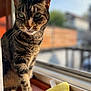 cat, tabby, indoor, windowsill, sunlight, plush_toy, yellow_toy, wooden_surface, pet, animal, feline, closeup, domestic_cat, window, daylight, curious, soft_focus, whiskers, ears, green_eyes