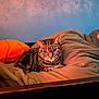 Princess joined the competition — help win amazing prizes! cat, tabby, pet, animal, indoor, blanket, orange, basketball_pillow, cozy, resting, fur, whiskers, ears, eyes, comfort, bed, furniture, blue_wall, relaxation, warm_light