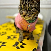 Princess is registered to the contest to win money with this photo: cat, tabby_cat, pink_sweater, yellow_surface, paw_prints, pet, animal, close_up, indoor, curious, feline, domestic_cat, soft_focus, collar, cute, small_pet, fur, whiskers, blurred_background, cozy