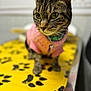 cat, tabby_cat, pink_sweater, yellow_surface, paw_prints, pet, animal, close_up, indoor, curious, feline, domestic_cat, soft_focus, collar, cute, small_pet, fur, whiskers, blurred_background, cozy