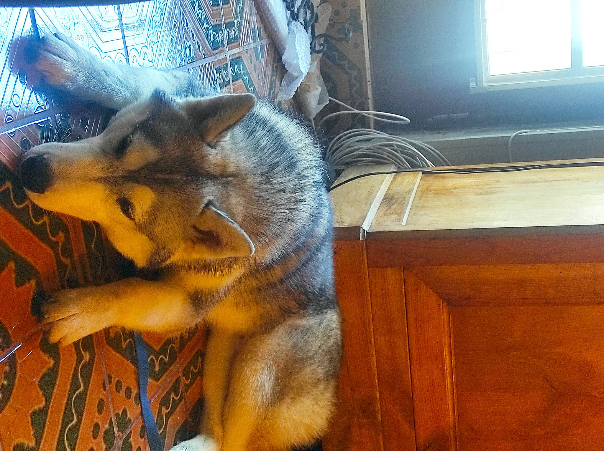 Thorin participe au concours pour gagner de l'argent avec cette photo : canidae, carnivore, claw, dog_breed, fawn, felidae, flooring, fox, fur, hardwood, marsupial, small_to_medium_sized_cats, swift_fox, tail, terrestrial_animal, varnish, whiskers, wildlife, window, wood