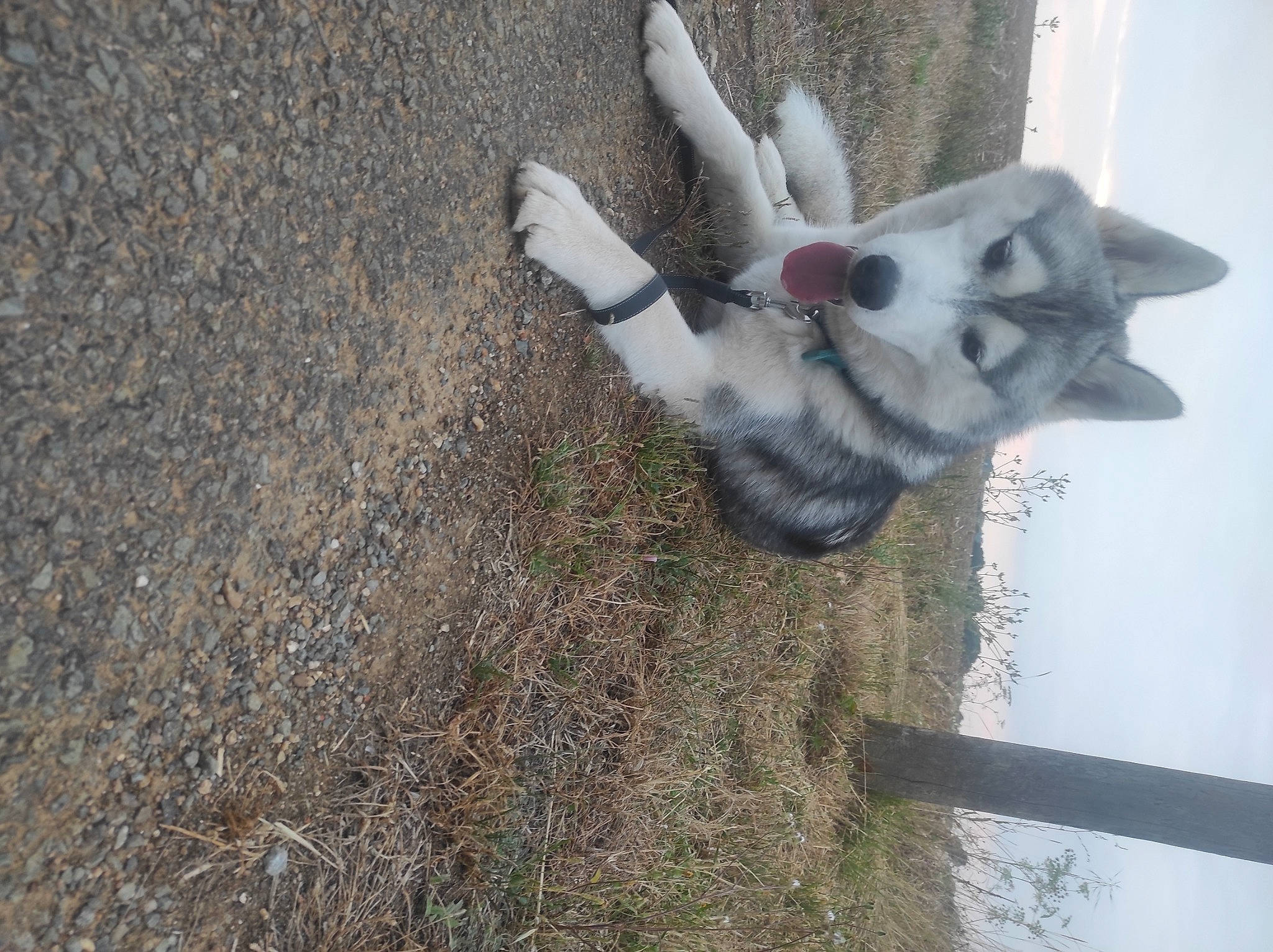 Thorin participe au concours pour gagner de l'argent avec cette photo : art, beak, carmine, eye, fawn, felidae, fur, head, plant, road_surface, snout, tail, terrestrial_animal, toy, tree, trunk, twig, whiskers, wildlife, wood
