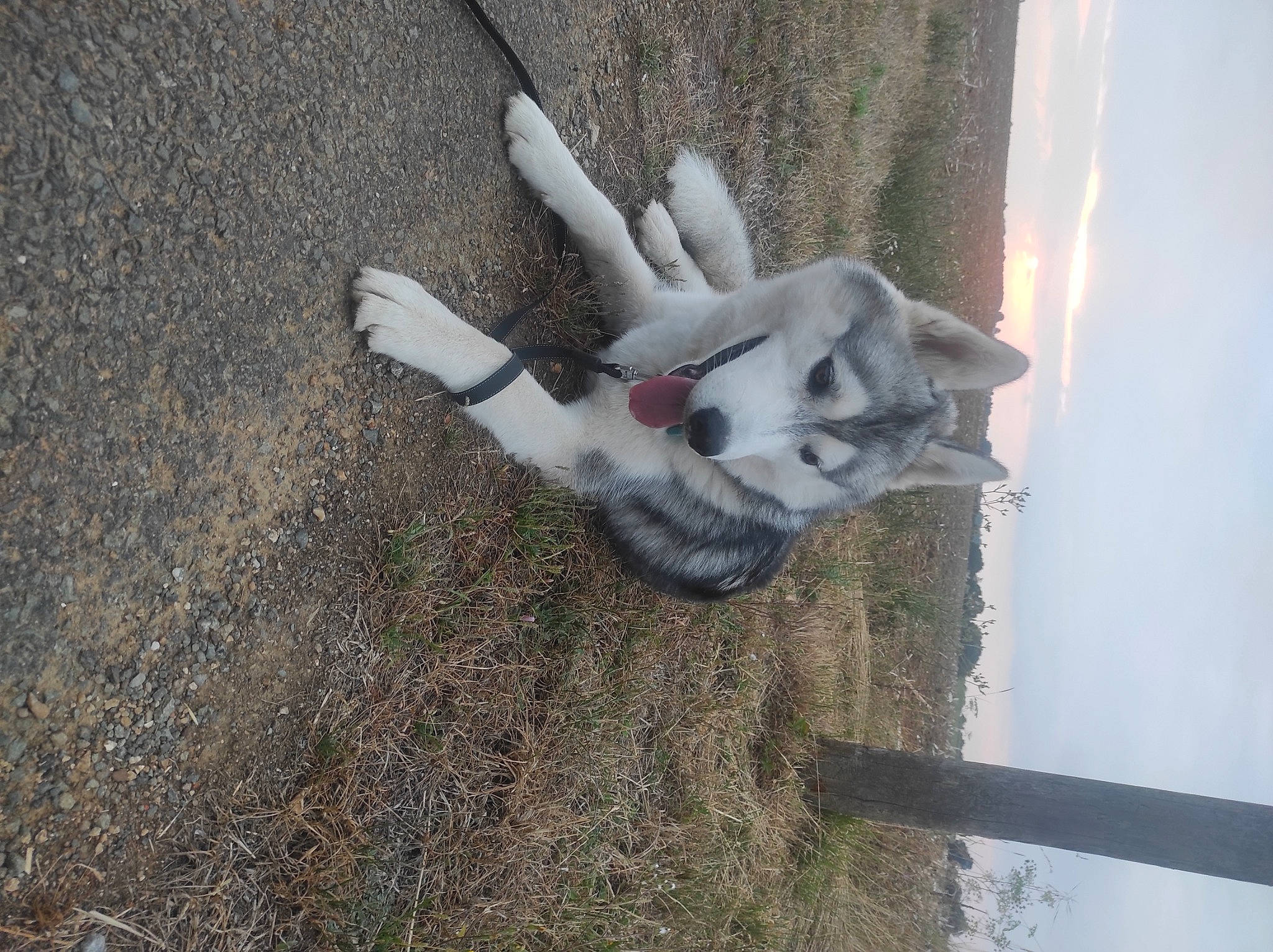 Thorin participe au concours pour gagner de l'argent avec cette photo : art, carmine, fawn, fur, glove, grass, plant, sky, small_to_medium_sized_cats, soil, tail, toy, tree, trunk, twig, visual_arts, wildlife, wing, wood