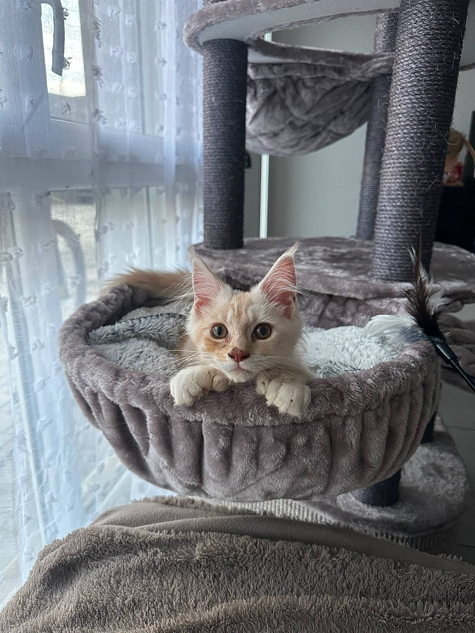 Kiwi a rejoint le concours — aidez-le/la à gagner de superbes lots ! carnivore, cat, cat_furniture, cat_supply, domestic_short_haired_cat, door, fawn, felidae, fur, grey, linens, paw, plant, room, small_to_medium_sized_cats, snout, tail, whiskers, window, wood