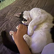 Leo is registered to the contest to win money with this photo: cat, hand, bed, blanket, playing, black_and_white, paw, fur, claw, cute, pet, animal, resting, cuddle, indoor, comfort, touch, soft, relaxation, friendship