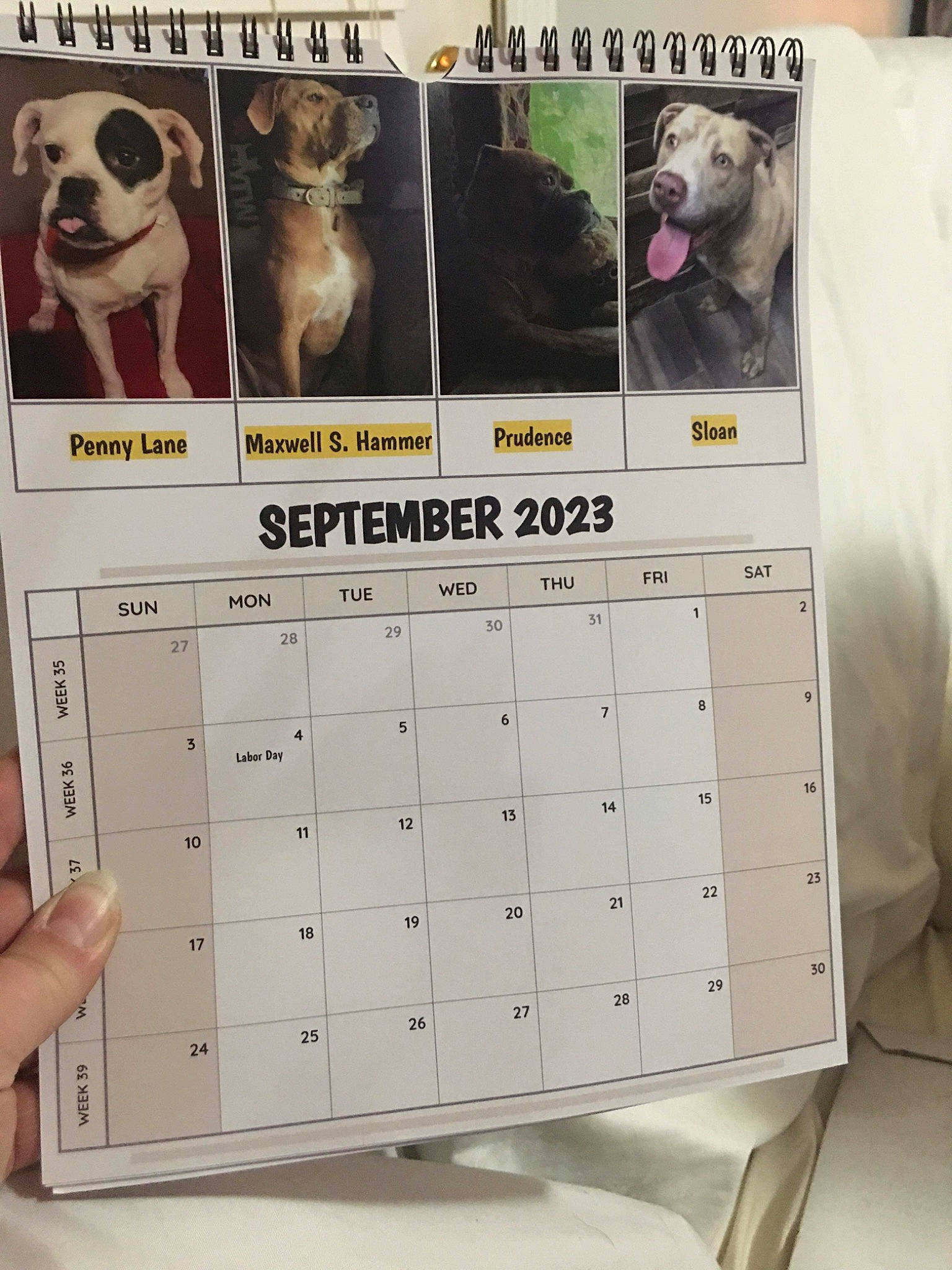 Sloan joined the competition — help win amazing prizes! ancient_dog_breeds, calendar, canidae, carnivore, companion_dog, dog, dog_breed, dog_supply, fawn, font, mammal, paper, pattern, pet_supply, photography, rectangle, snout, sporting_group, terrestrial_animal, working_animal