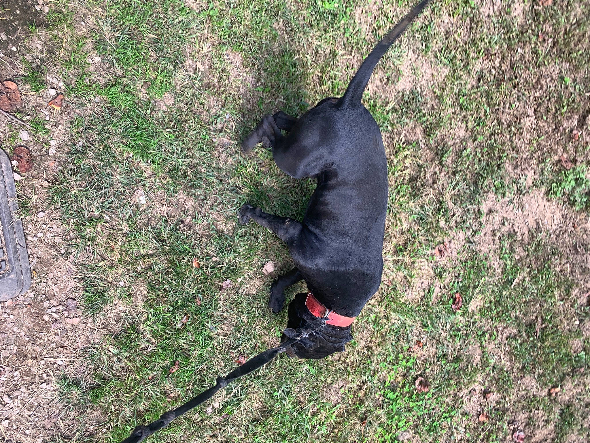 Cane joined the competition — help win amazing prizes! canidae, carnivore, collar, companion_dog, dog, dog_breed, fashion_accessory, grass, groundcover, herbaceous_plant, leash, pet_supply, plant, shadow, shrub, soil, sporting_group, tail, terrestrial_animal, tree