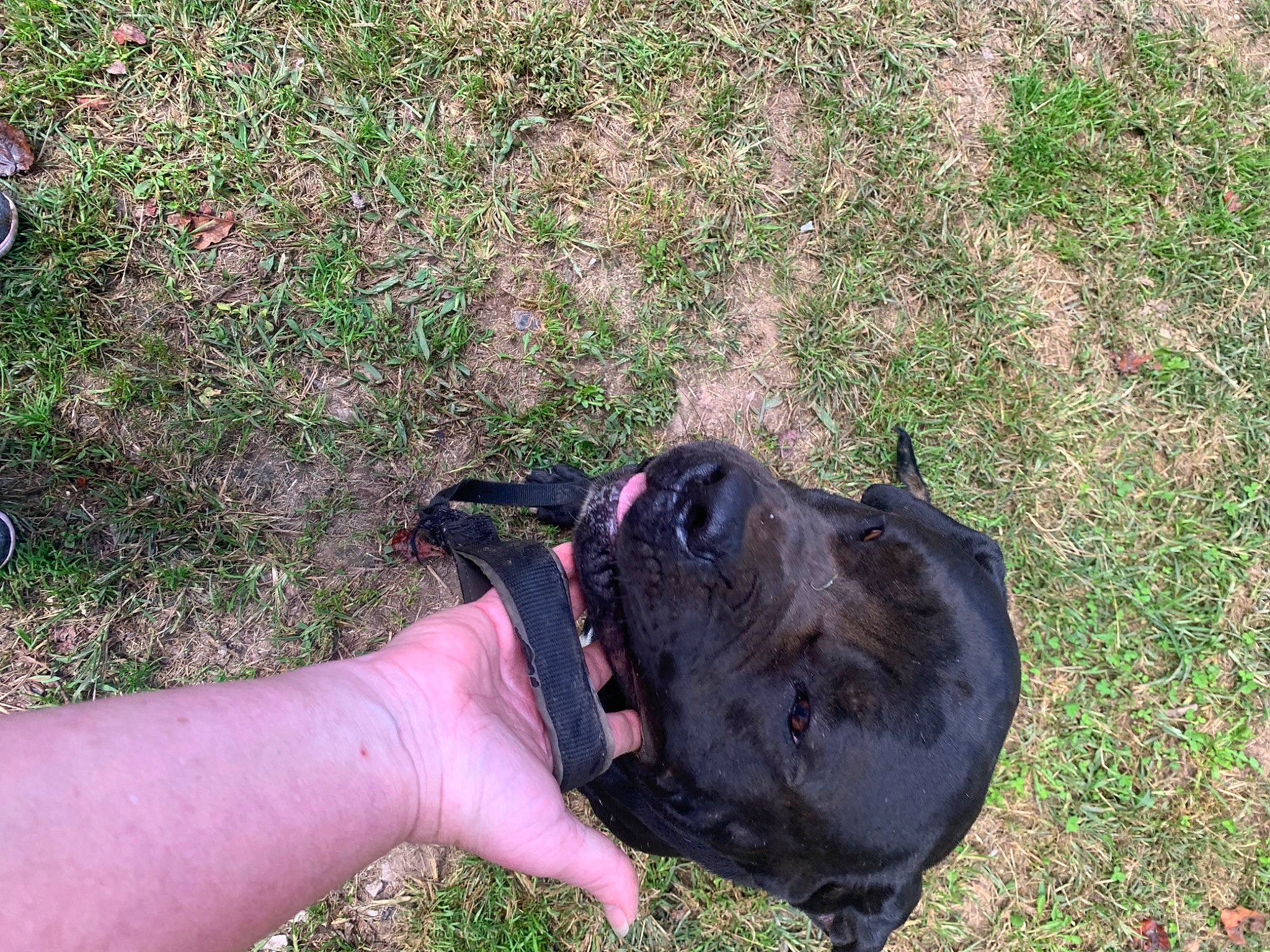 Cane is registered to the contest to win money with this photo: canidae, carnivore, companion_dog, dog, dog_breed, grass, groundcover, guard_dog, plant, shadow, soil, thumb, working_animal, wrist