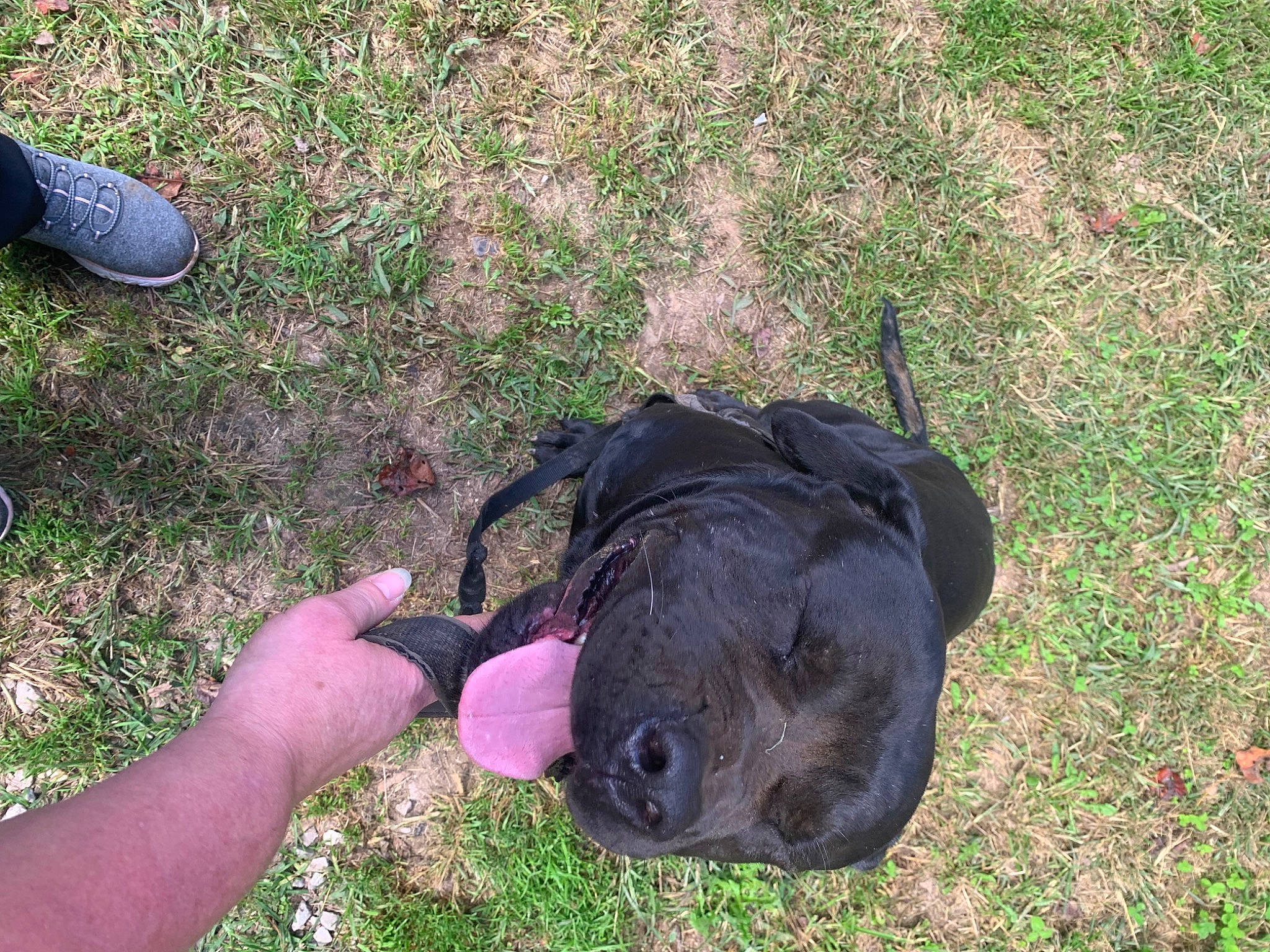 Cane joined the competition — help win amazing prizes! bovine, carnivore, companion_dog, dog, dog_breed, dog_collar, fur, grass, guard_dog, non_sporting_group, plant, sculpture, shadow, soil, sporting_group, terrestrial_animal, working_animal