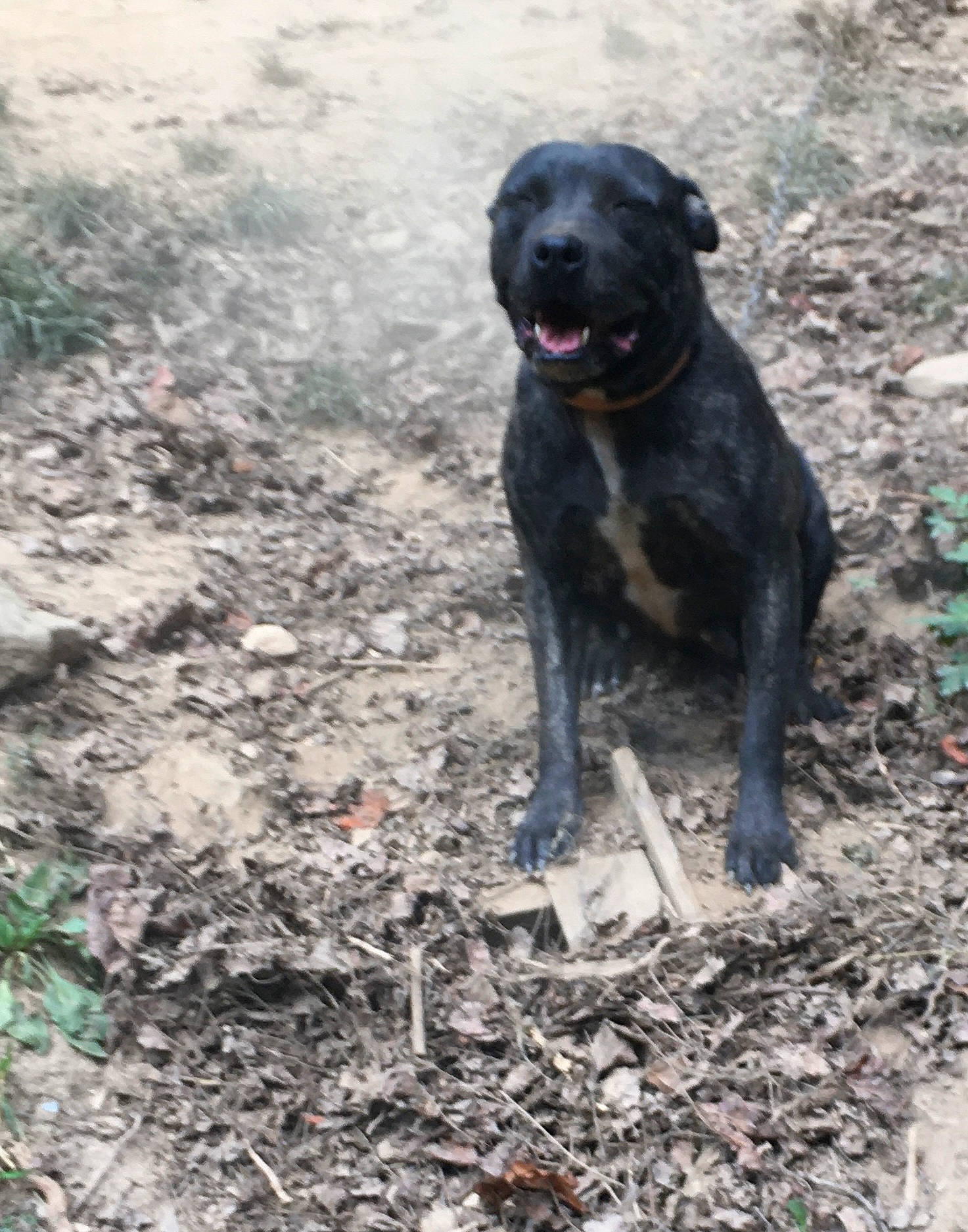 Baby is registered to the contest to win money with this photo: borador, canidae, carnivore, collar, companion_dog, dog, dog_breed, dog_collar, fawn, grass, guard_dog, gun_dog, labrador_retriever, plant, snout, soil, sporting_group, tail, terrestrial_animal, working_animal