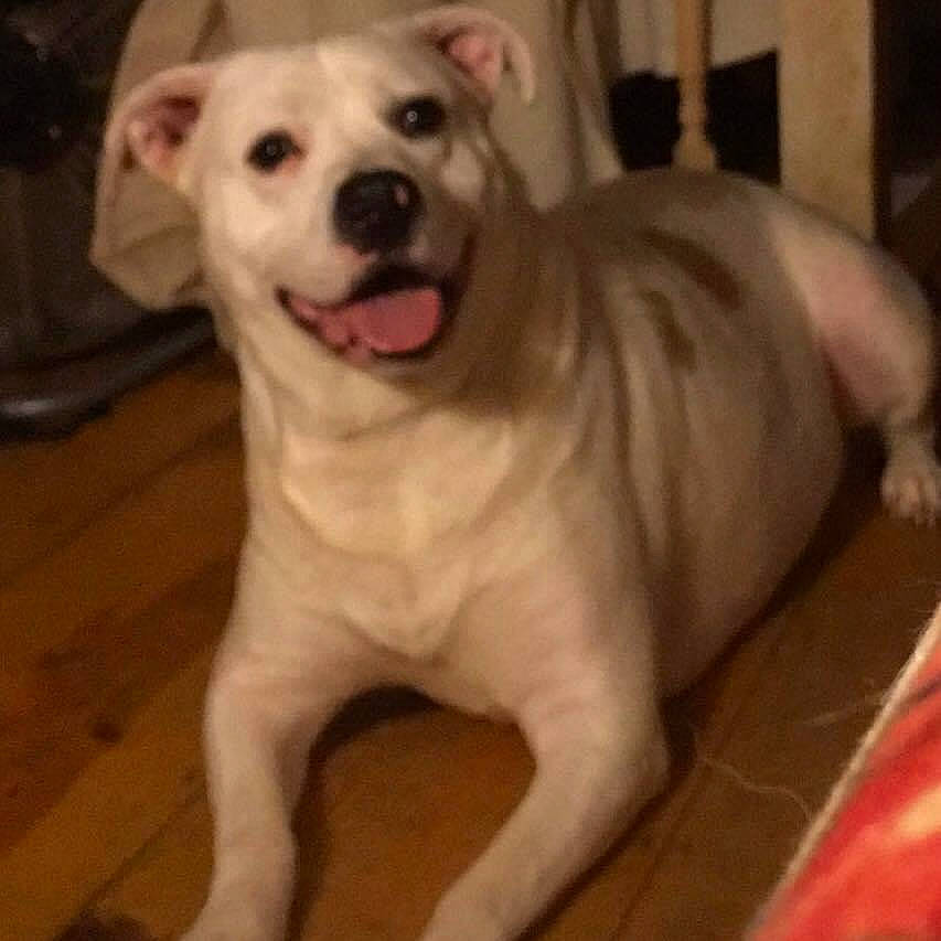 Hank is registered to the contest to win money with this photo: canidae, carnivore, companion_dog, dog, dog_breed, fang, fawn, flooring, fur, happy, hardwood, non_sporting_group, paw, shout, sporting_group, tail, terrestrial_animal, whiskers, wood, working_animal