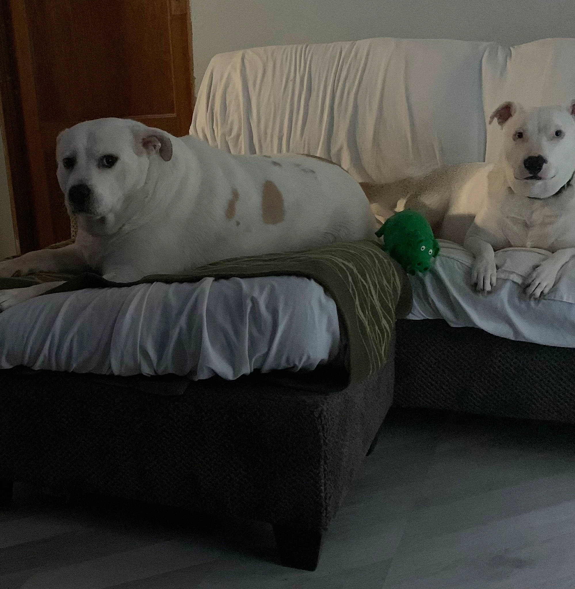 Hank is registered to the contest to win money with this photo: carnivore, chair, comfort, companion_dog, couch, dog, dog_breed, dog_supply, fawn, floor, flooring, furniture, living_room, pet_supply, pillow, sofa_bed, sporting_group, studio_couch, white, working_animal