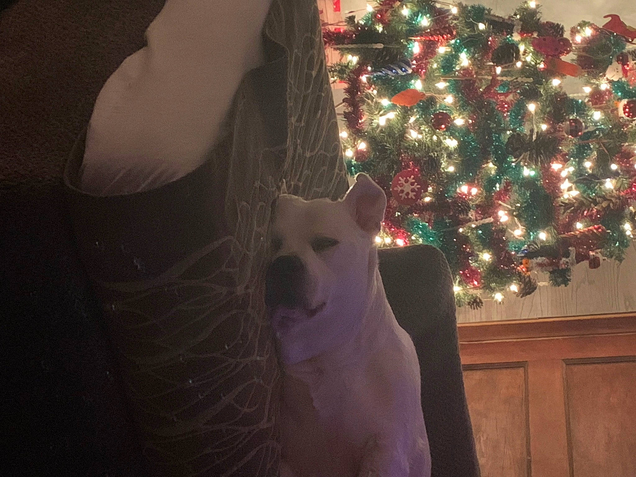 Hank is registered to the contest to win money with this photo: carnivore, christmas, christmas_decoration, christmas_ornament, christmas_tree, companion_dog, darkness, dog, dog_breed, event, fawn, felidae, holiday, holiday_ornament, ornament, small_to_medium_sized_cats, sporting_group, tree, whiskers, wood