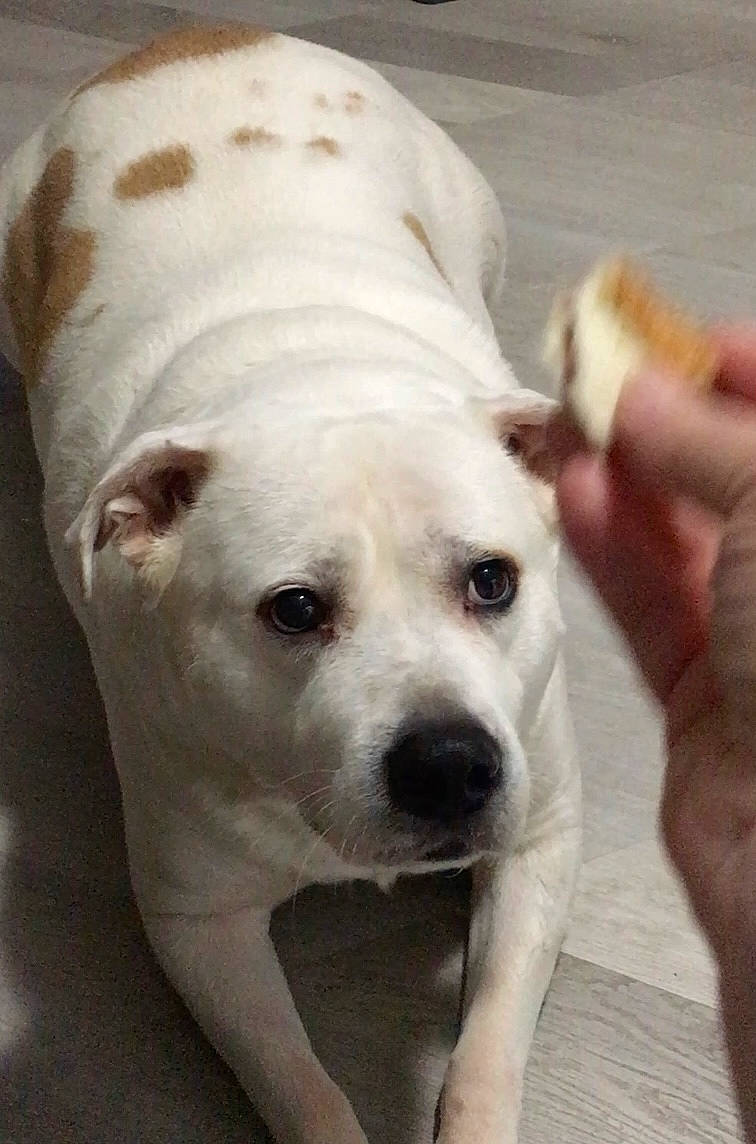 Hank joined the competition — help win amazing prizes! canidae, carnivore, collar, companion_dog, dog, dog_breed, dog_collar, fawn, fur, non_sporting_group, pet_supply, sporting_group, terrestrial_animal, whiskers, window, working_animal