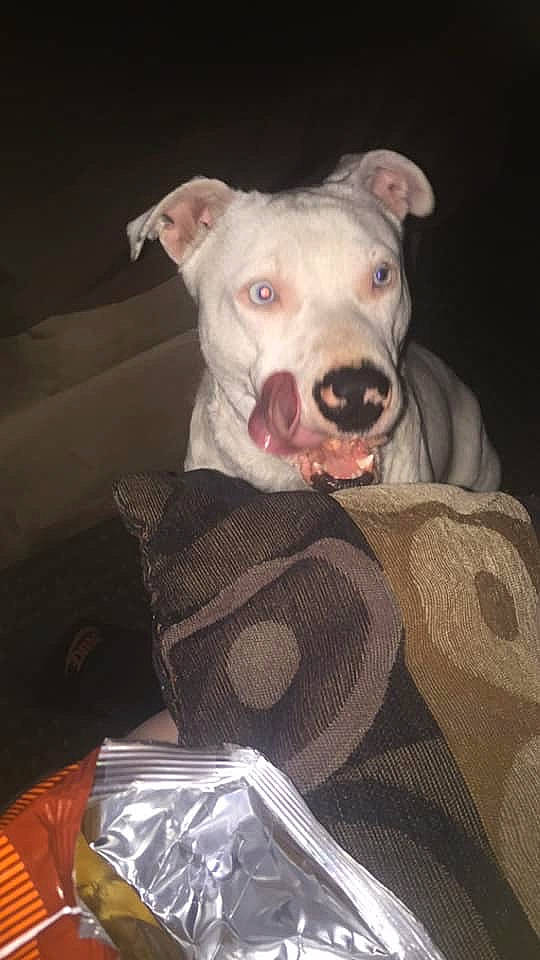 Leila is registered to the contest to win money with this photo: canidae, carnivore, collar, companion_dog, dog, dog_breed, dog_collar, dog_supply, fang, fawn, flesh, ingredient, jaw, non_sporting_group, pet_supply, snout, sporting_group, terrestrial_animal, whiskers, working_animal