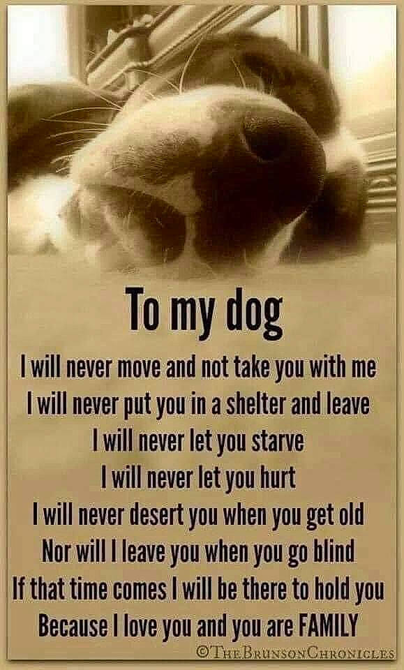 Leila is registered to the contest to win money with this photo: advertising, font, fur, history, illustration, jaw, news, newspaper, photo_caption, poster, publication, terrestrial_animal, working_animal