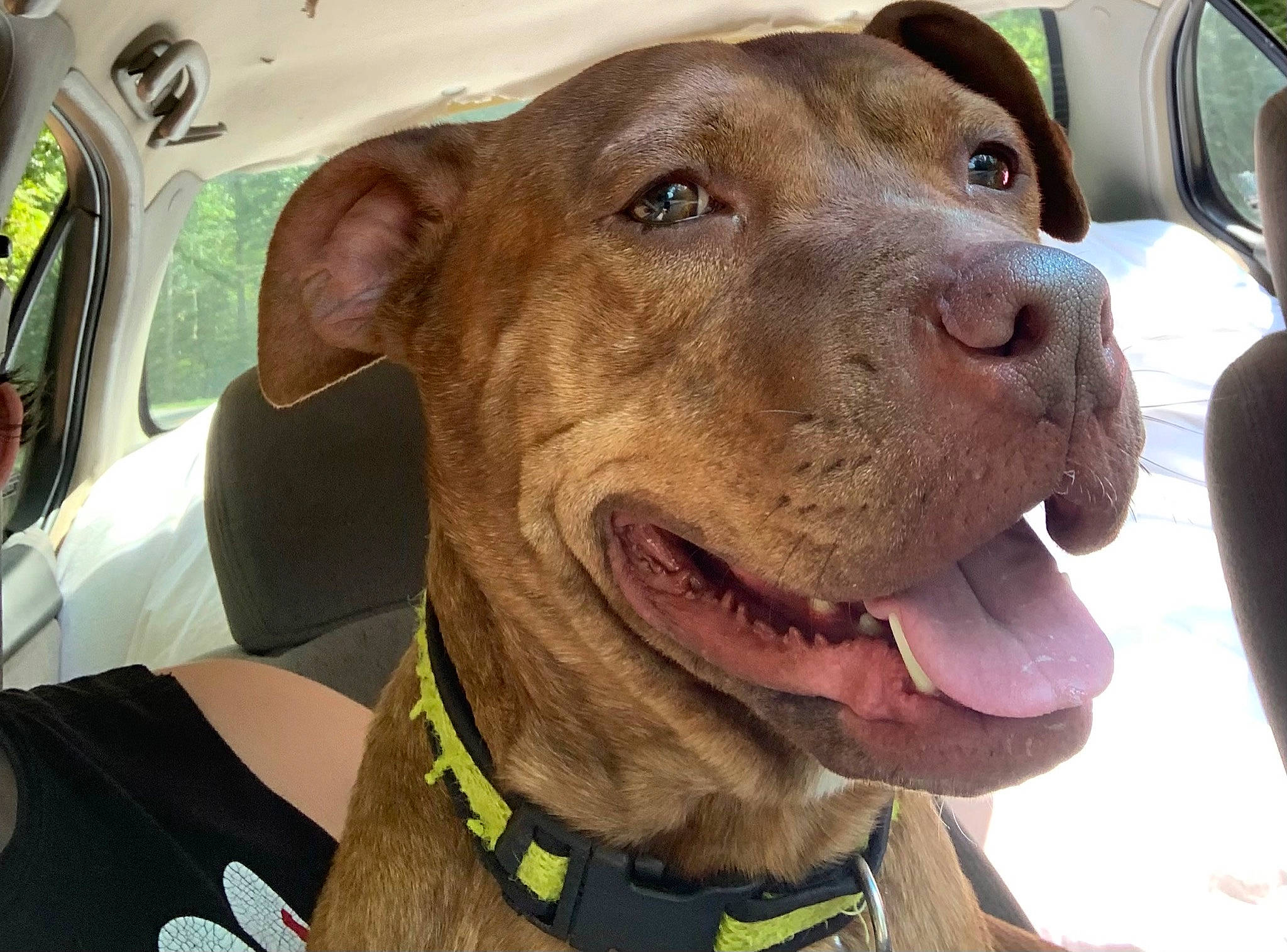 Truffles is registered to the contest to win money with this photo: car, carnivore, collar, companion_dog, dog, dog_breed, dog_collar, fashion_accessory, fawn, fur, jaw, leash, liver, pet_supply, selfie, snout, sporting_group, whiskers, working_animal, wrinkle