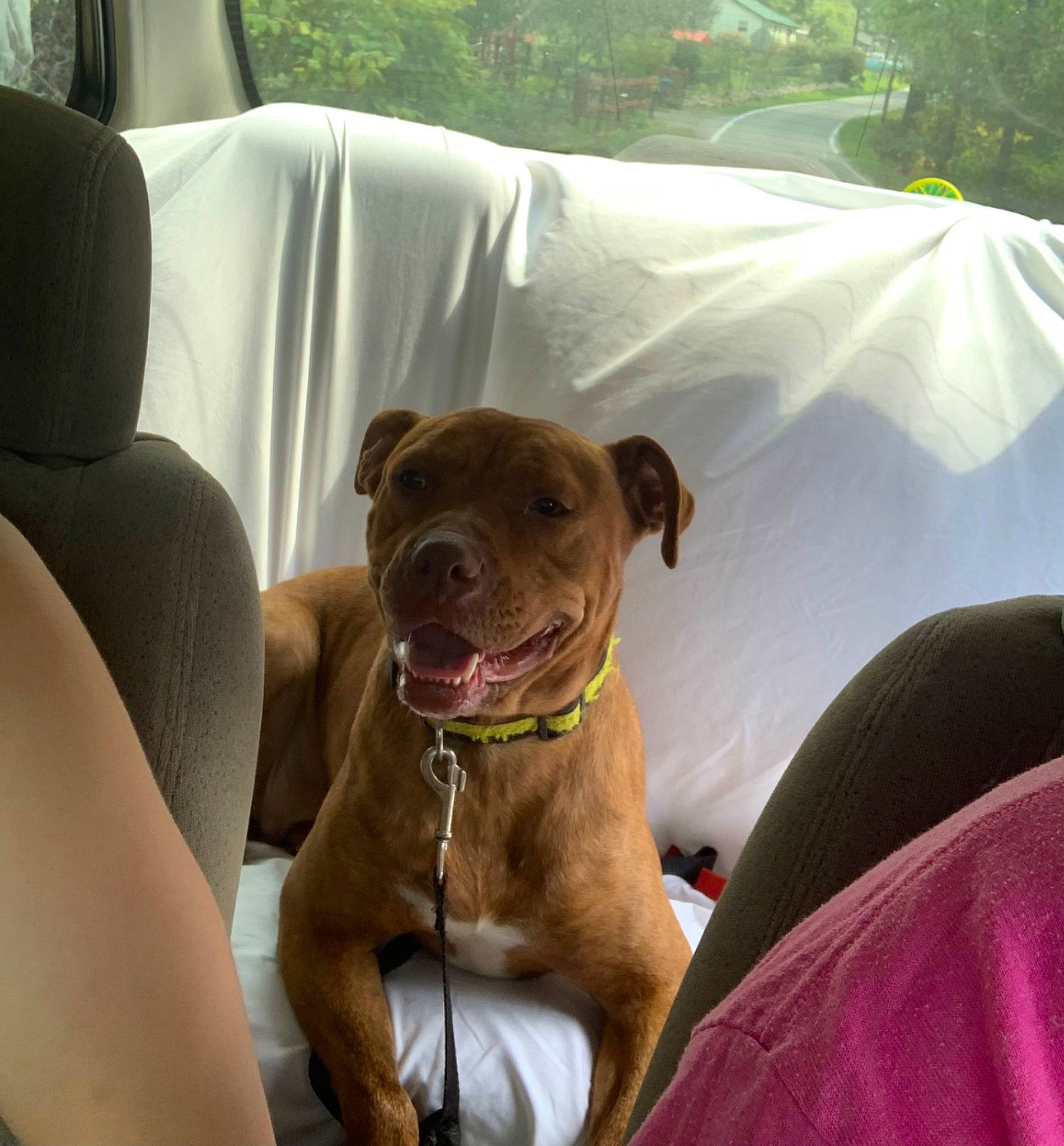 Truffles joined the competition — help win amazing prizes! canidae, carnivore, chair, collar, comfort, companion_dog, dog, dog_breed, dog_collar, fawn, head_restraint, liver, personal_protective_equipment, pet_supply, snout, sporting_group, vehicle, whiskers, window, working_animal