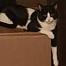 cat, cats, tuxedo_cat, black_and_white, feline, pet, animal, whiskers, ears, eyes, nose, paws, tail, sitting, lying_down, cardboard_box, indoors, home, portrait, relaxed