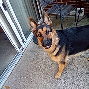 Mario joined the competition — help win amazing prizes! german_shepherd, dog, pet, outdoor, patio, concrete, brick_wall, chair, sliding_door, curious, playful, animal, canine, ears_up, looking_up, domestic_animal, fence, backyard, leisure, daylight
