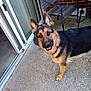 german_shepherd, dog, pet, outdoor, patio, concrete, brick_wall, chair, sliding_door, curious, playful, animal, canine, ears_up, looking_up, domestic_animal, fence, backyard, leisure, daylight