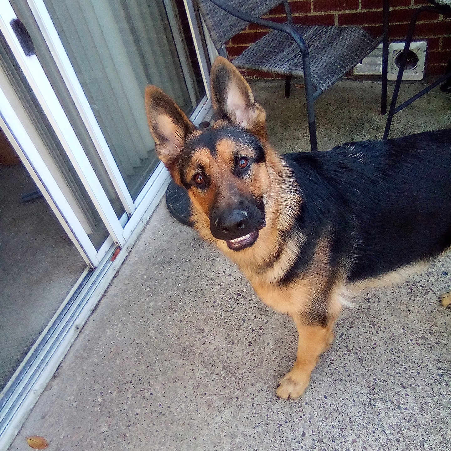 Mario joined the competition — help win amazing prizes! animal, backyard, brick_wall, canine, chair, concrete, curious, daylight, dog, domestic_animal, ears_up, fence, german_shepherd, leisure, looking_up, outdoor, patio, pet, playful, sliding_door