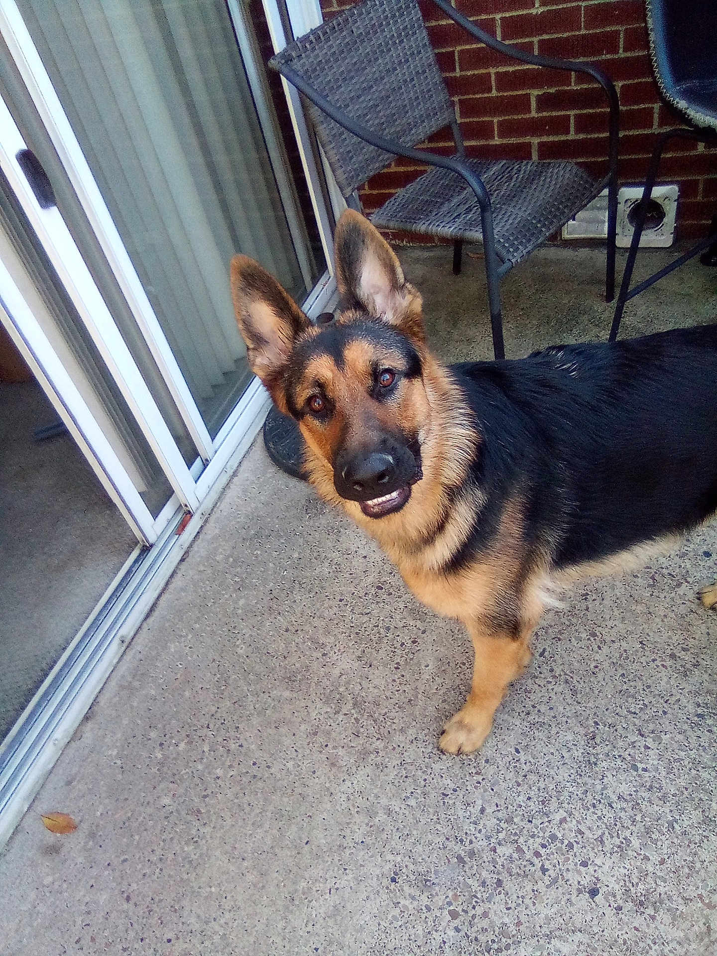Mario joined the competition — help win amazing prizes! german_shepherd, dog, pet, outdoor, patio, concrete, brick_wall, chair, sliding_door, curious, playful, animal, canine, ears_up, looking_up, domestic_animal, fence, backyard, leisure, daylight