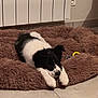 Volt a rejoint le concours — aidez-le/la à gagner de superbes lots ! puppy, dog, sleeping, bed, furry, black_and_white, indoor, tile_floor, cozy, resting, cute, pet, young_dog, animal, domestic, relaxed, radiator, toys, floor, quiet
