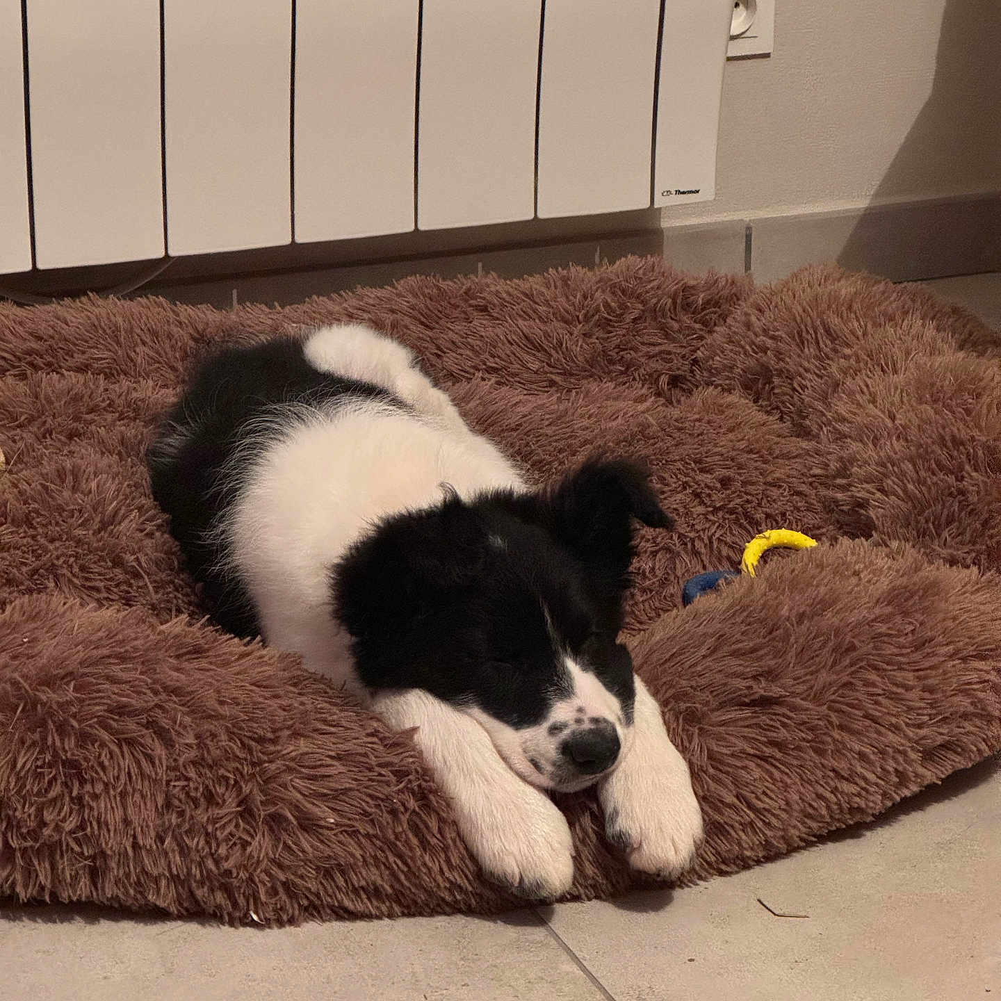 Volt a rejoint le concours — aidez-le/la à gagner de superbes lots ! animal, bed, black_and_white, cozy, cute, dog, domestic, floor, furry, indoor, pet, puppy, quiet, radiator, relaxed, resting, sleeping, tile_floor, toys, young_dog