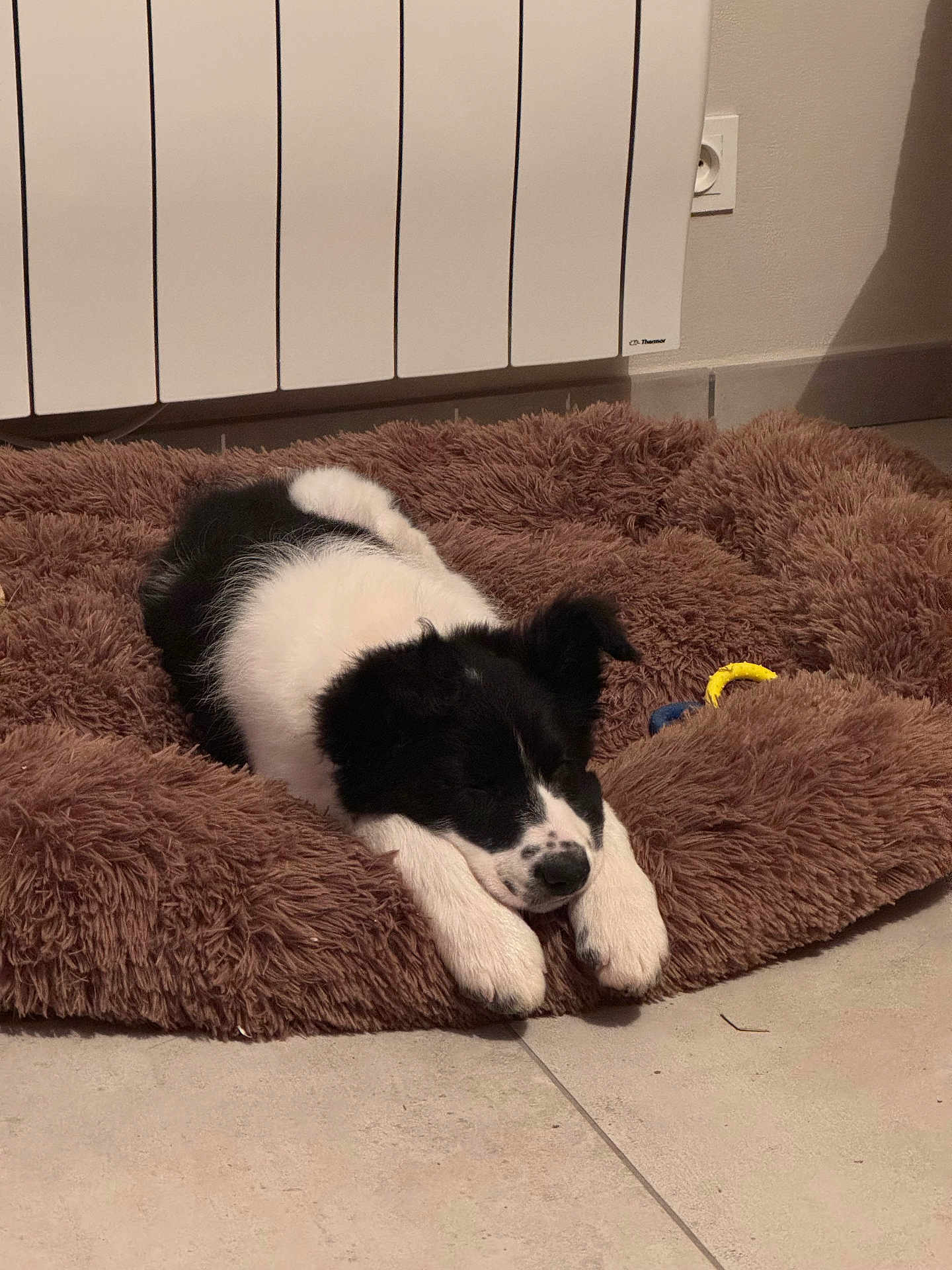 Volt a rejoint le concours — aidez-le/la à gagner de superbes lots ! puppy, dog, sleeping, bed, furry, black_and_white, indoor, tile_floor, cozy, resting, cute, pet, young_dog, animal, domestic, relaxed, radiator, toys, floor, quiet