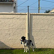Volt a rejoint le concours — aidez-le/la à gagner de superbes lots ! dog, black_and_white, toy, grass, wall, pole, outdoor, playful, pet, canine, leash, shadow, sunlight, texture, building, sky, fence, funny, standing, animal