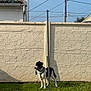 dog, black_and_white, toy, grass, wall, pole, outdoor, playful, pet, canine, leash, shadow, sunlight, texture, building, sky, fence, funny, standing, animal