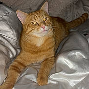 Ron is registered to the contest to win money with this photo: cat, orange_tabby, pet, feline, bed, bedding, pillow, fur, whiskers, relaxing, cute, indoor, cozy, animal, mammal, domestic, sleepy, resting, comfort, laid_back