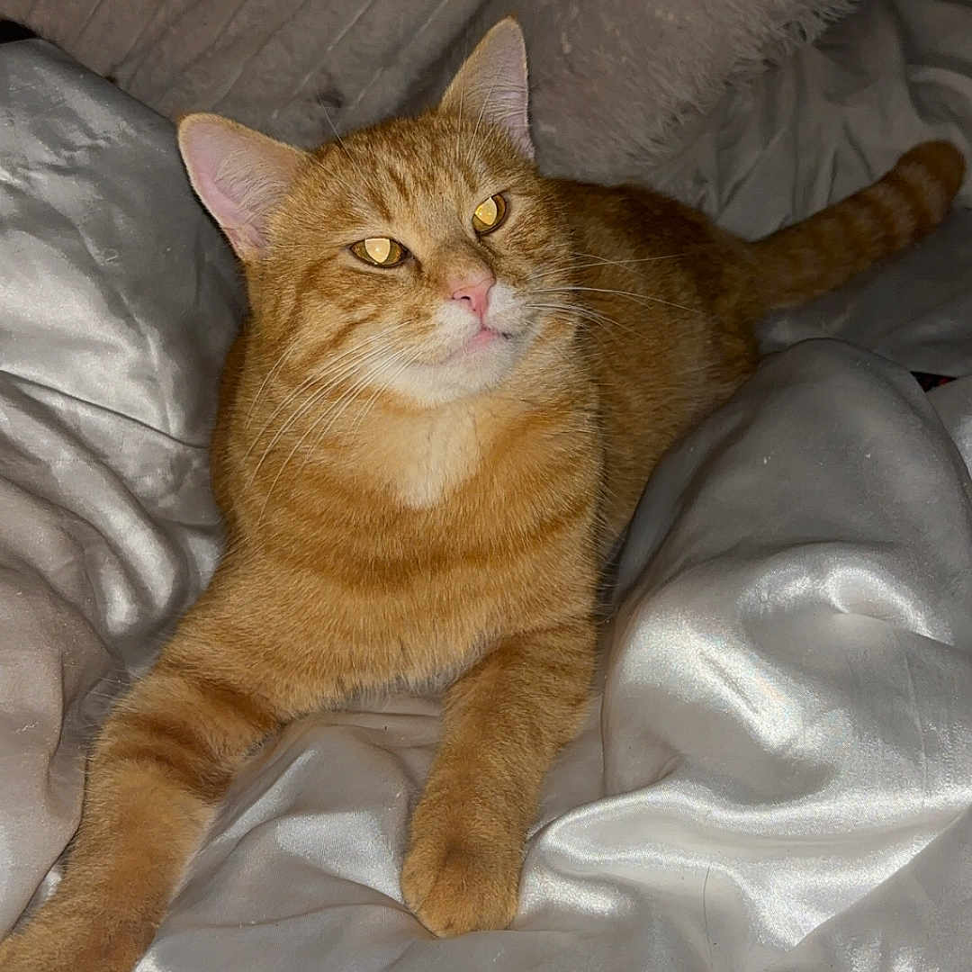 Ron is registered to the contest to win money with this photo: animal, bed, bedding, cat, comfort, cozy, cute, domestic, feline, fur, indoor, laid_back, mammal, orange_tabby, pet, pillow, relaxing, resting, sleepy, whiskers