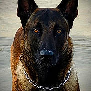 Tig participe au concours pour gagner de l'argent avec cette photo : dog, canine, shepherd_like, malinois, working_dog, beach, sand, brown_fur, black_muzzle, amber_eyes, upright_ears, chain_collar, portrait, close_up, fur_texture, serious_expression, outdoor, pet, wet_fur, watchful