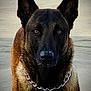 dog, canine, shepherd_like, malinois, working_dog, beach, sand, brown_fur, black_muzzle, amber_eyes, upright_ears, chain_collar, portrait, close_up, fur_texture, serious_expression, outdoor, pet, wet_fur, watchful