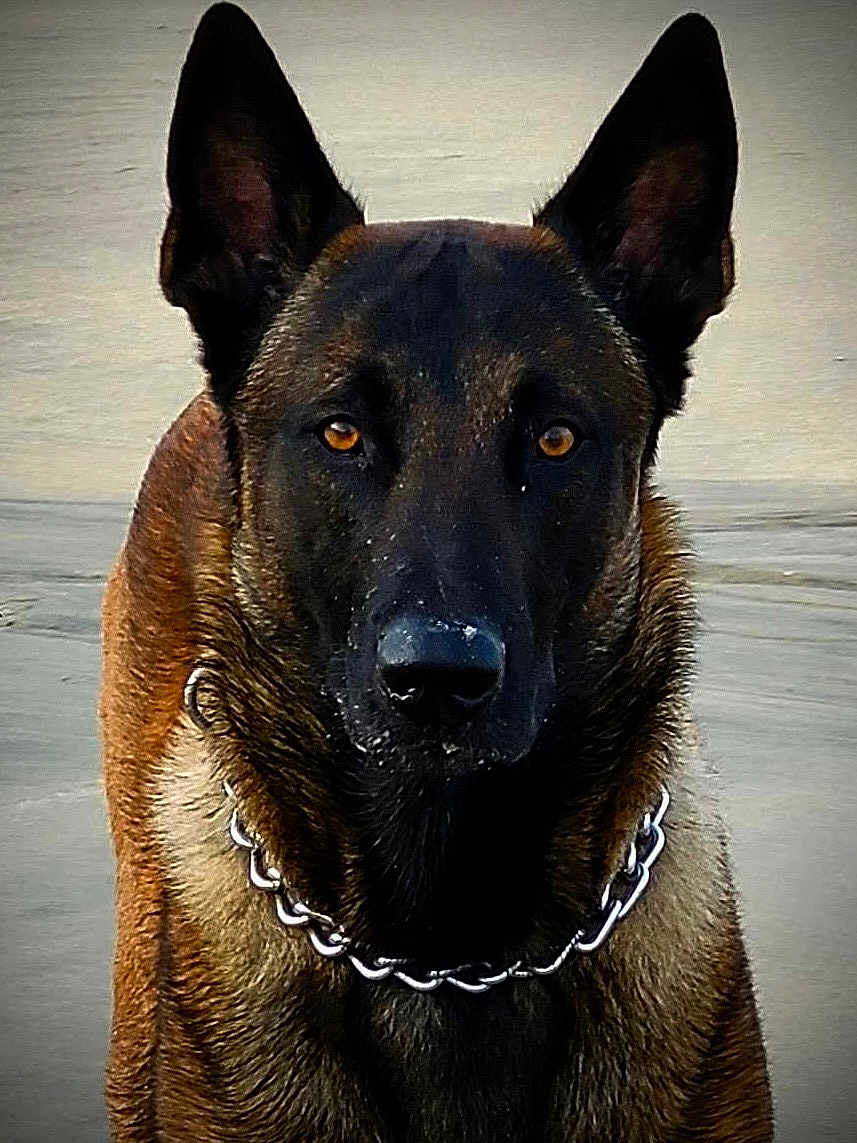 Tig participe au concours pour gagner de l'argent avec cette photo : dog, canine, shepherd_like, malinois, working_dog, beach, sand, brown_fur, black_muzzle, amber_eyes, upright_ears, chain_collar, portrait, close_up, fur_texture, serious_expression, outdoor, pet, wet_fur, watchful