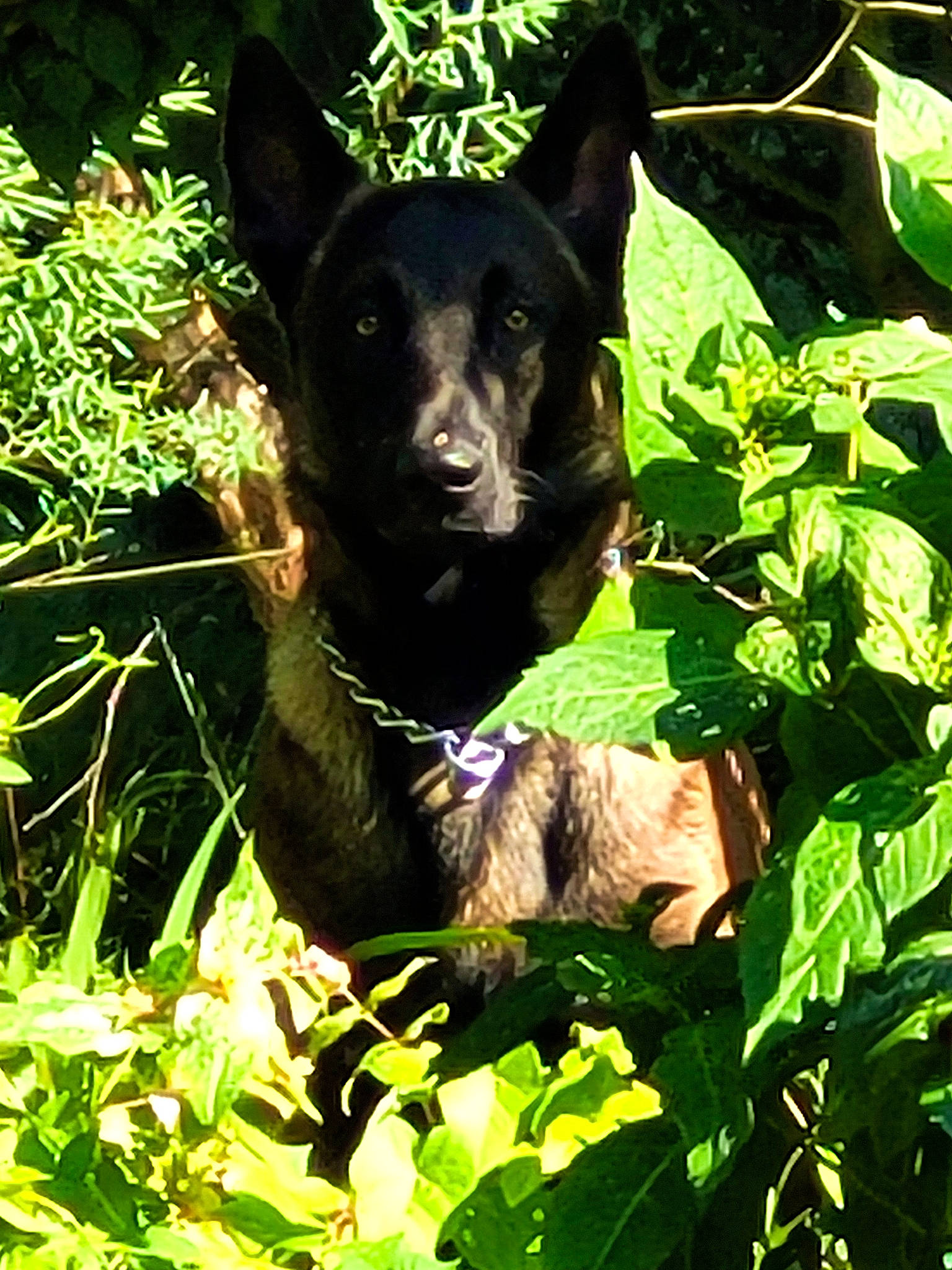 Ginkgo a rejoint le concours — aidez-le/la à gagner de superbes lots ! biome, botany, canidae, carnivore, companion_dog, dog, dog_breed, fawn, grass, groundcover, organism, plant, snout, sporting_group, terrestrial_animal, terrestrial_plant, tree, vegetation, whiskers, working_animal