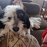 Harlow is registered to the contest to win money with this photo: animal, black_and_white, bookshelf, carpet, couch, cozy, cute, dog, fluffy, furniture, home, indoor, lamp, living_room, pattern, pet, pillow, portrait, relaxed, window