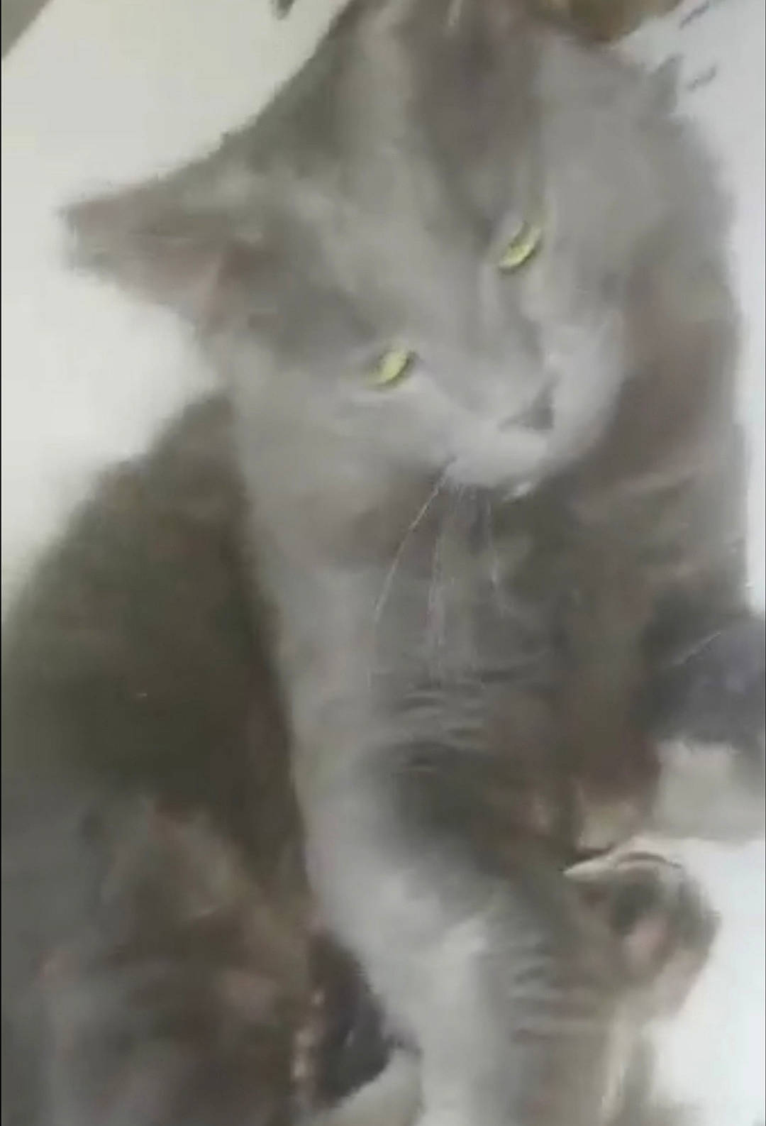 O'Malley a rejoint le concours — aidez-le/la à gagner de superbes lots ! british_longhair, british_semi_longhair, british_shorthair, carnivore, cat, chartreux, domestic_long_haired_cat, domestic_short_haired_cat, felidae, kitten, maine_coon, nebelung, norwegian_forest_cat, persian, polydactyl_cat, small_to_medium_sized_cats, snout, tail, whiskers