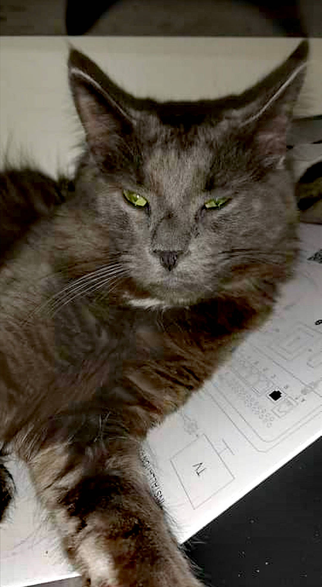 O'Malley a rejoint le concours — aidez-le/la à gagner de superbes lots ! asian, british_semi_longhair, carnivore, cat, domestic_long_haired_cat, domestic_short_haired_cat, felidae, kitten, korat, maine_coon, mammal, nebelung, norwegian_forest_cat, small_to_medium_sized_cats, snout, vertebrate, whiskers