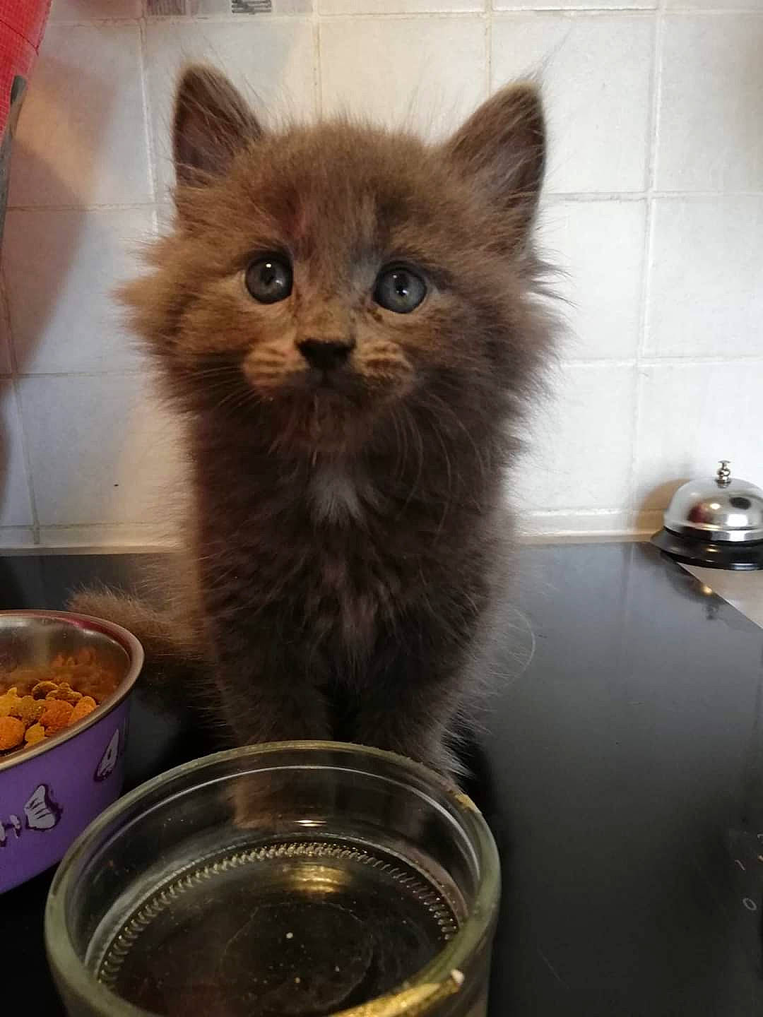 O'Malley a rejoint le concours — aidez-le/la à gagner de superbes lots ! asian_semi_longhair, british_longhair, british_semi_longhair, carnivore, cat, cat_supply, domestic_long_haired_cat, domestic_short_haired_cat, fawn, felidae, kitten, maine_coon, mammal, napoleon_cat, norwegian_forest_cat, ragamuffin, siberian, small_to_medium_sized_cats, vertebrate, whiskers