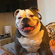 Jefe joined the competition — help win amazing prizes! animal, bed, blanket, bulldog, canine, cozy, dog, domestic, ears, face, fur, happy, indoor, living_room, pet, portrait, smiling, teeth, television, tongue