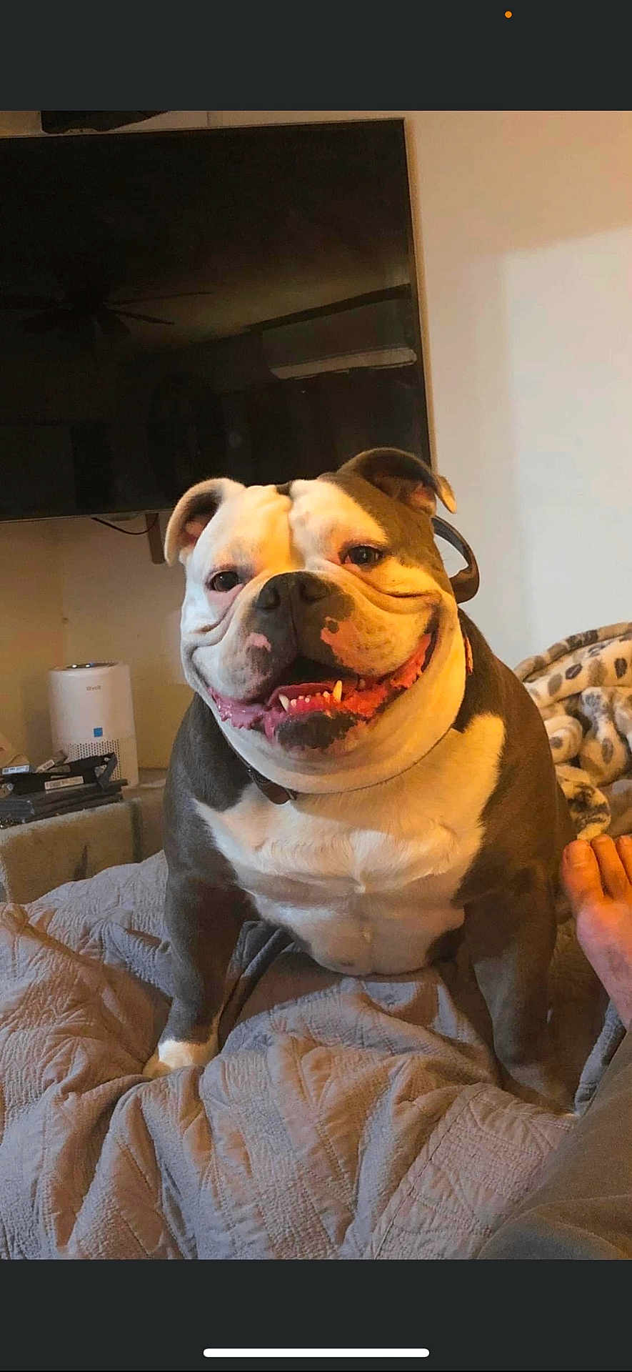 Jefe joined the competition — help win amazing prizes! animal, bed, blanket, bulldog, canine, cozy, dog, domestic, ears, face, fur, happy, indoor, living_room, pet, portrait, smiling, teeth, television, tongue