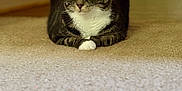 Chesdin is registered to the contest to win money with this photo: animal, calm, carpet, cat, cute, domestic, ears, feline, fur, green_eyes, home, indoor, looking_away, pet, relaxed, resting, side_view, soft_light, tabby, whiskers