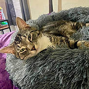 Chesdin is registered to the contest to win money with this photo: animal, bedroom, cat, cozy, curtains, domestic_cat, ears, fluffy, fur, furniture, green_eyes, home, indoor, pet_bed, purple_blanket, relaxed, resting, sleepy, tabby_cat, whiskers