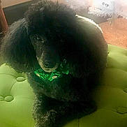 Cherie joined the competition — help win amazing prizes! dog, poodle, black_dog, pet, indoor, green_cushion, christmas_tree, holiday_decor, festive, fur, animal, cute, companion, fluffy, sitting, decor, lighting, home, cozy, portrait
