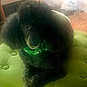 dog, poodle, black_dog, pet, indoor, green_cushion, christmas_tree, holiday_decor, festive, fur, animal, cute, companion, fluffy, sitting, decor, lighting, home, cozy, portrait