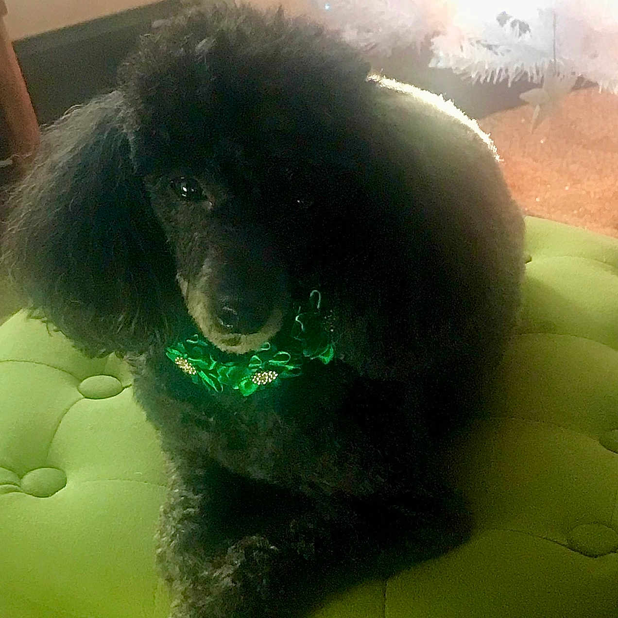 Cherie joined the competition — help win amazing prizes! dog, poodle, black_dog, pet, indoor, green_cushion, christmas_tree, holiday_decor, festive, fur, animal, cute, companion, fluffy, sitting, decor, lighting, home, cozy, portrait